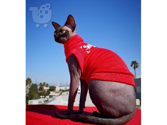 PoulaTo: γατάκια sphynx
